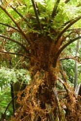 Cyathea cunninghamii.  Mature plant with pale brown scales on the trunk and stipe bases.
 Image: L.R. Perrie © Leon Perrie 2014 CC BY-NC 3.0 NZ